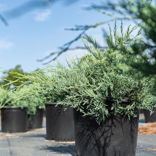 Grey Owl Juniper 3 Gallon Evergreen Low Spreading Shrub J490319