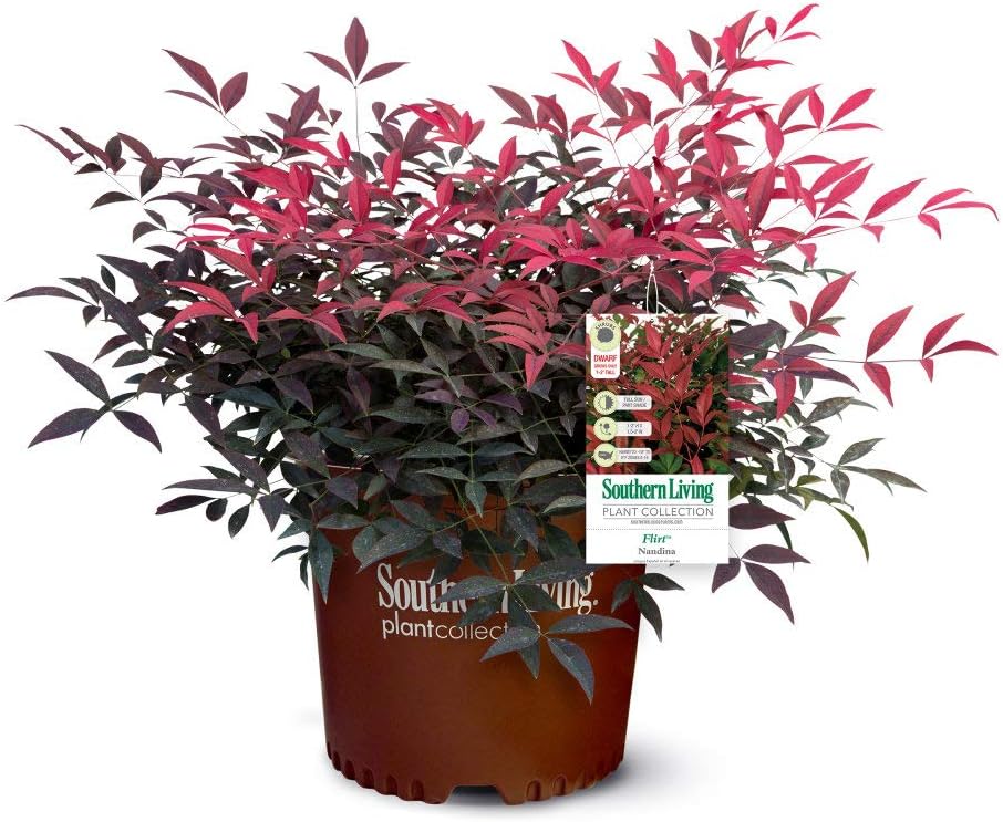 Green-Red-Orange-Gold Foliage Live Plant Q49881