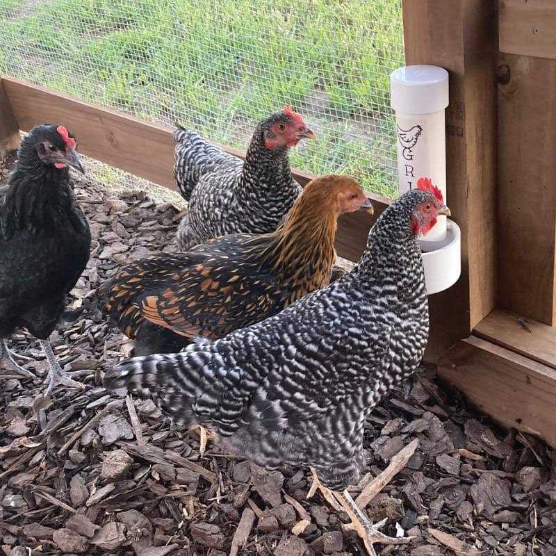 Cherry Stone Poultry Grit A379