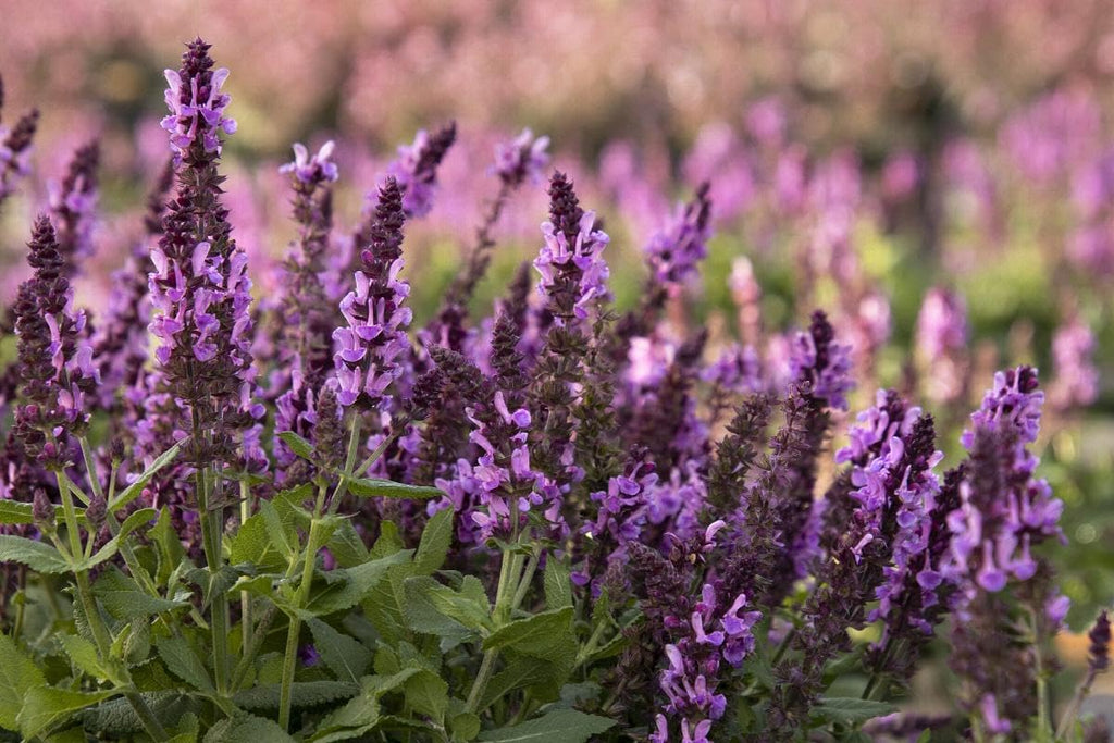 Perennial in a gallon pot C43072