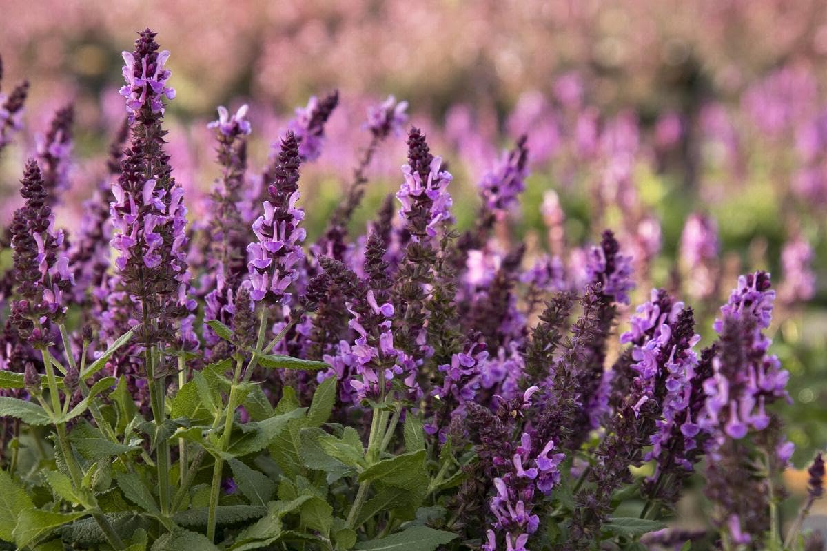 Perennial in a gallon pot C43072