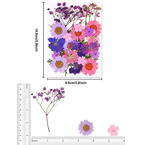 Black Dried Pressed Flowers, 120 Pcs Natural Dried Flowers Z127