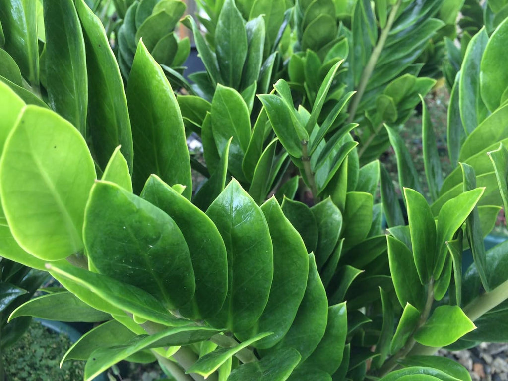 4 Inch Zamioculcas Zamiifolia Live Plant A831988