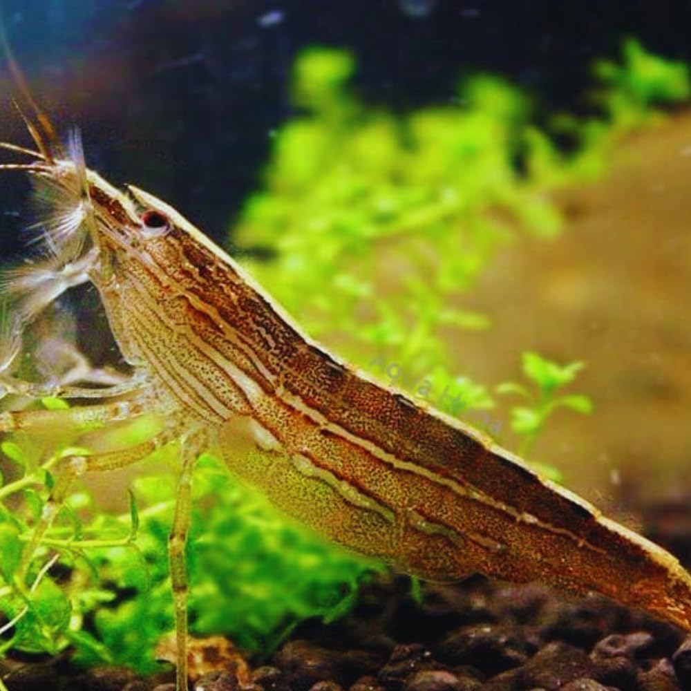 3 live Freshwater Aquarium Shrimp H289245