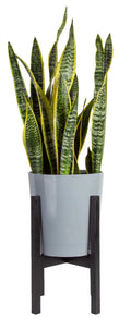 Green Snake Plant in 10in. Planter I2837