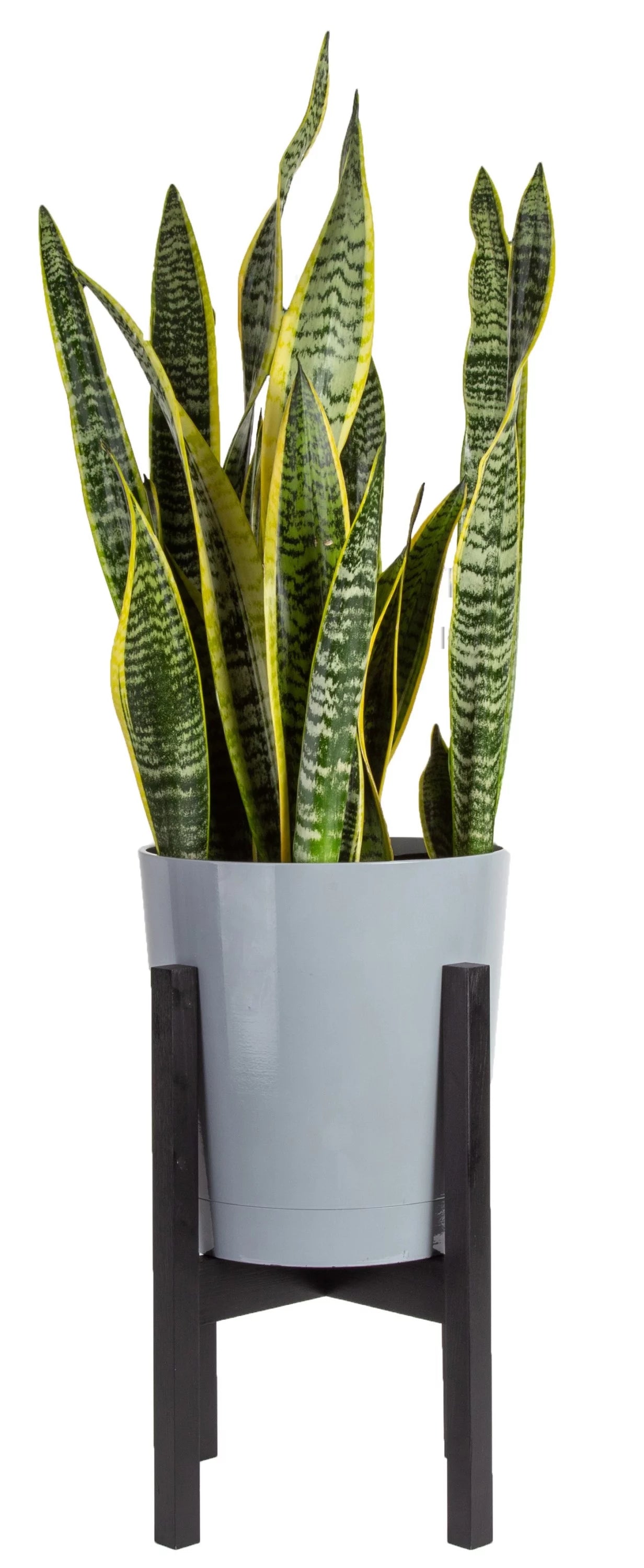 Green Snake Plant in 10in. Planter I2837