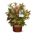 Viburnum Copper Top Live Shrub (2 Gallon) G2500