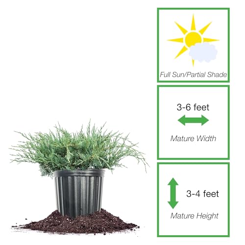 Grey Owl Juniper 3 Gallon Evergreen Low Spreading Shrub J490319