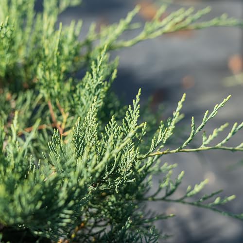 Grey Owl Juniper 3 Gallon Evergreen Low Spreading Shrub J490319