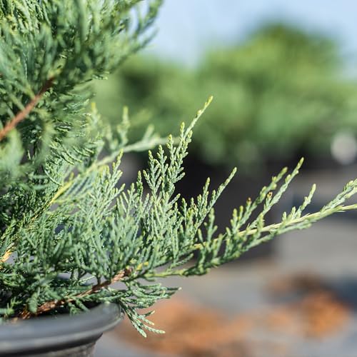 Grey Owl Juniper 3 Gallon Evergreen Low Spreading Shrub J490319