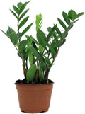 4 Inch Zamioculcas Zamiifolia Live Plant A831988