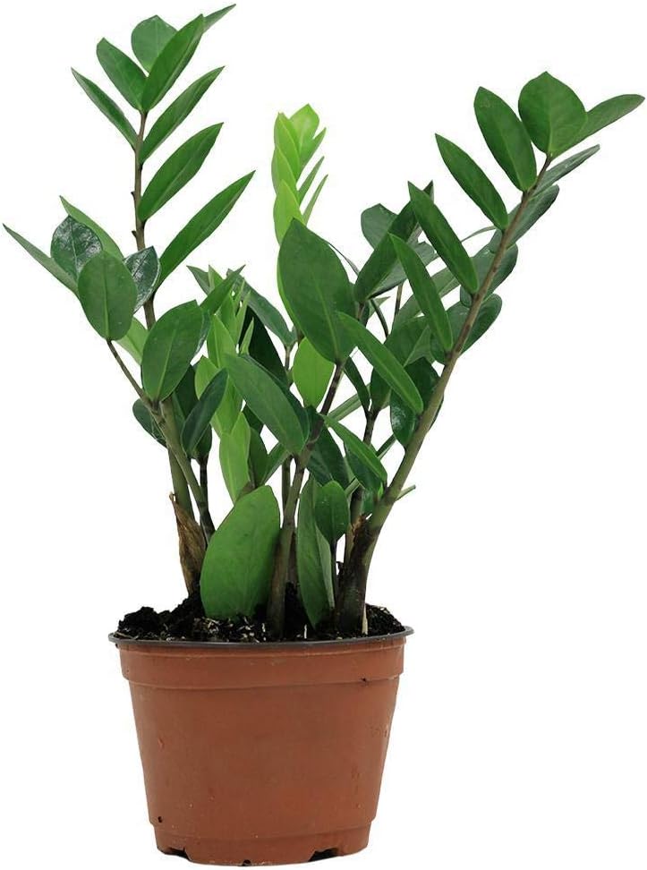 4 Inch Zamioculcas Zamiifolia Live Plant A831988