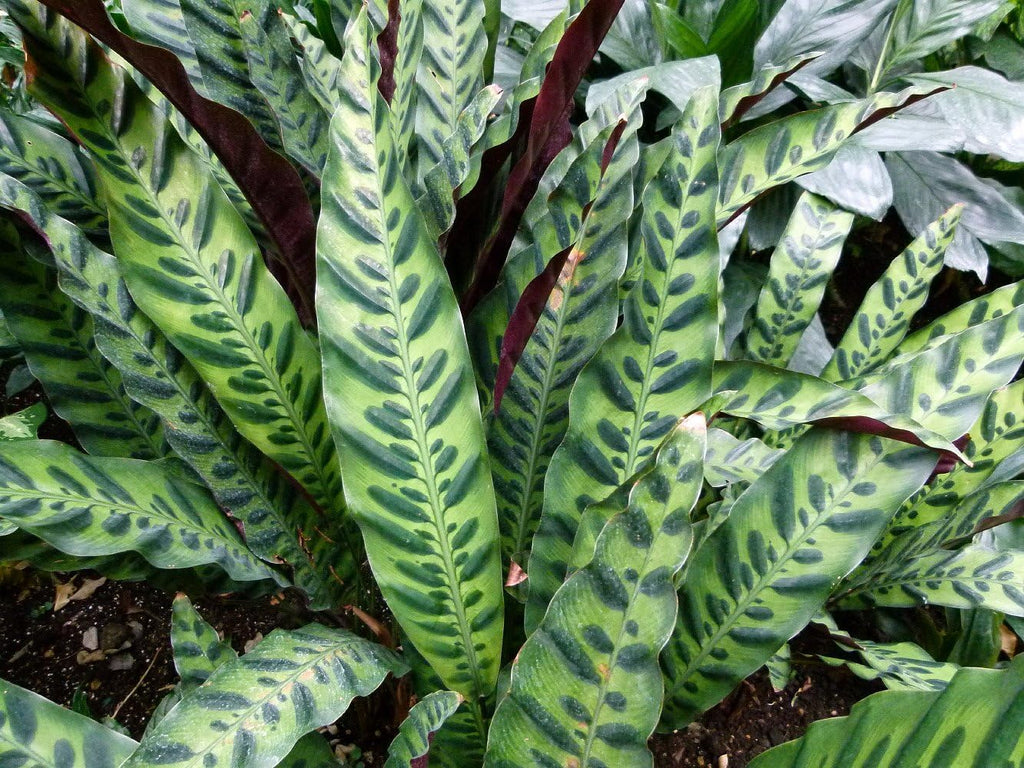 4" Pot Calathea lancifolia House Plant J75161