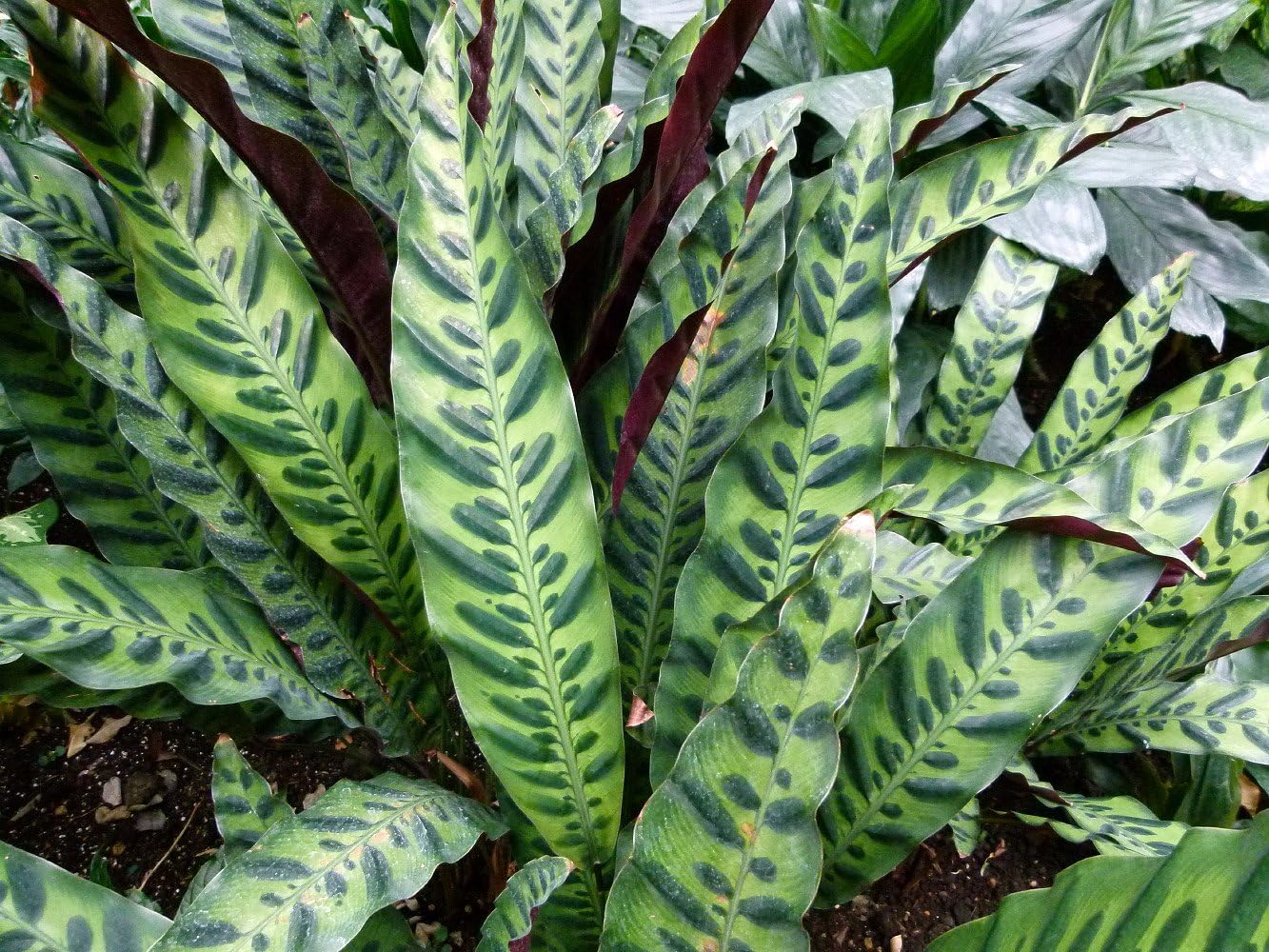 4" Pot Calathea lancifolia House Plant J75161