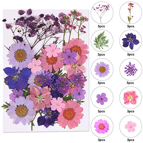 Black Dried Pressed Flowers, 120 Pcs Natural Dried Flowers Z127