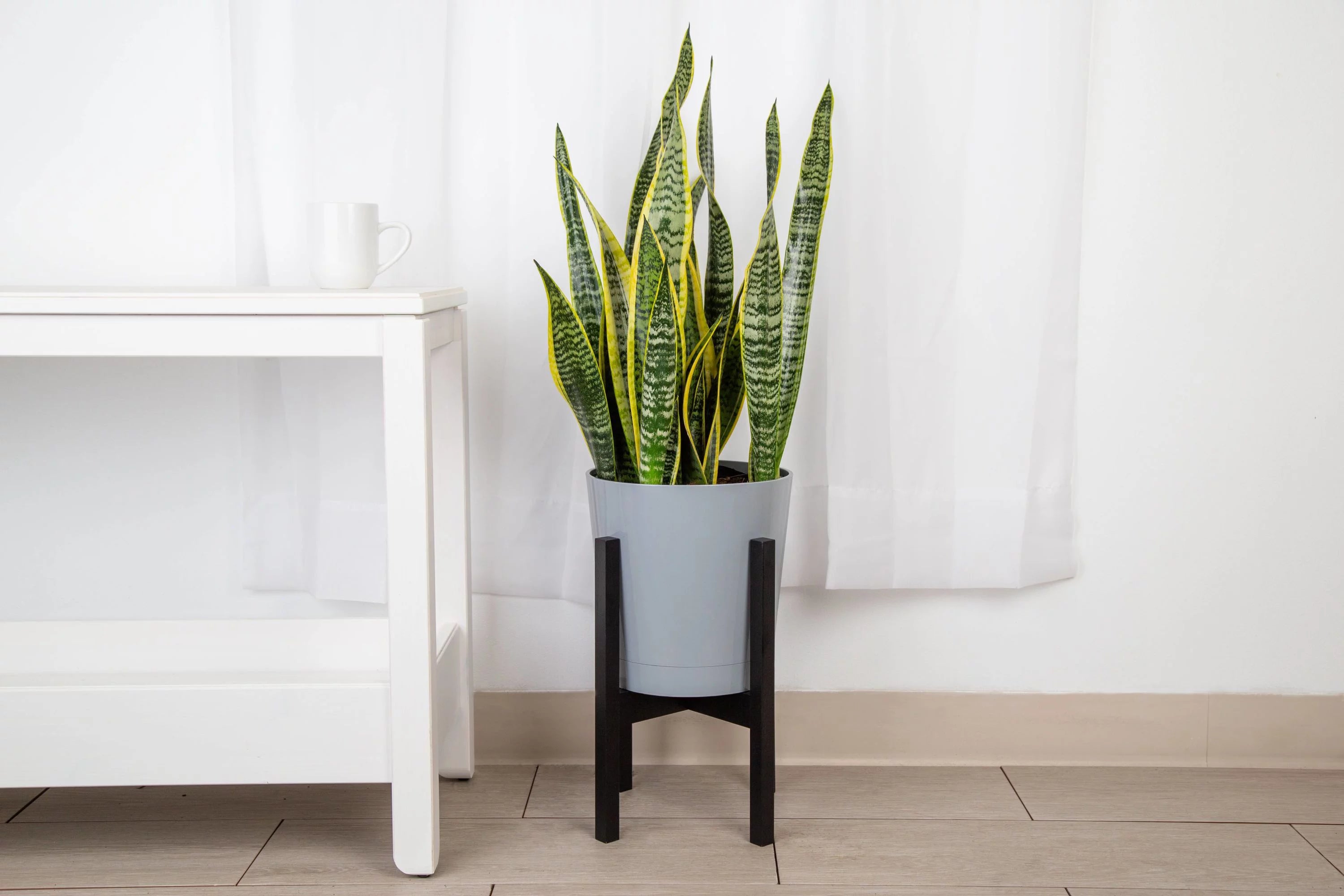 Green Snake Plant in 10in. Planter I2837